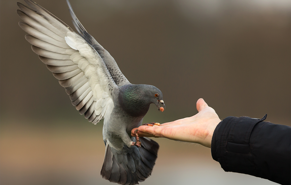 fulling the flight